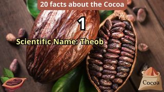 20 Facts about cocoa