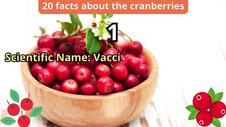 20 Facts about cranberries