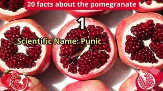 20 Facts about pomegranate
