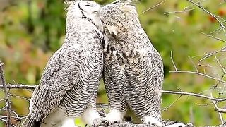 two lovers birds