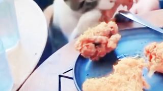 Orange Cat Steals Customer's Fried Chicken