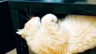 Mischievous Orange Cat