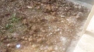 Kolam TANAH semi BETON untuk segmen pembesaran ❗Kolam rapih, kokoh, pakan alternatif EMON REBUS masuk