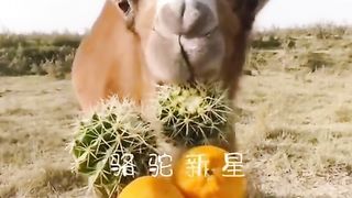 Funny Camel Viral Video 2