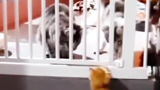 The kitten was advised by his older brother