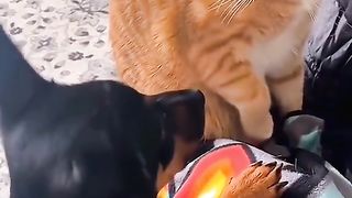 Funny Cats Viral Video 8