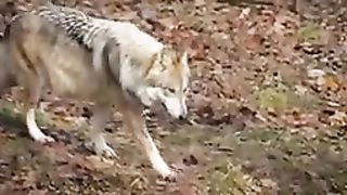 Wolves 2