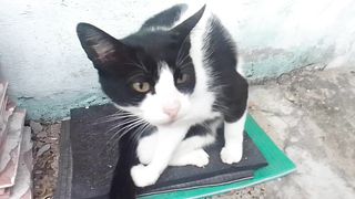 Mimizinha a gata fofa