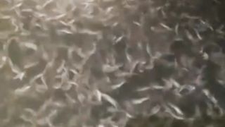 Telat sortir jumlah ikan menurun❗Itulah budidaya ikan lele segmen pembenihan