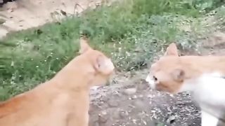 Funny cat #kucing lucu #kucing gemoy 4 2