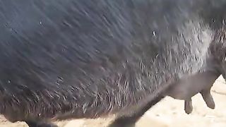 Buffalo for sale in Pakistan and