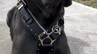 Black pitbull 2