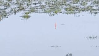 Don't try this in rivers??