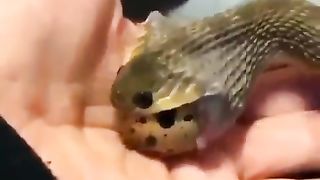Snake swallow egg. Wow.  Subscribe   ????