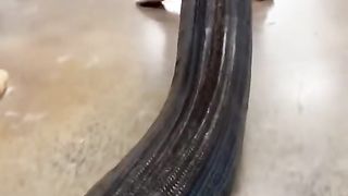 The 5 most expensive snakes in the world.