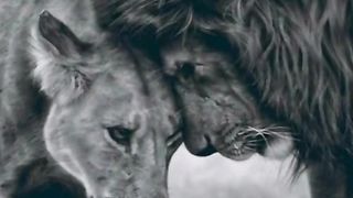 ruchki lev love lion animal