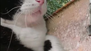 Funny cat 255