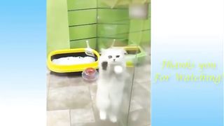 Funny animal videos 28