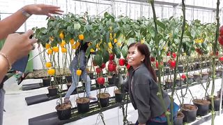 Grabe! Yumaman Sila Sa Pag-aAgrikultura _ Urban Agriculture_ Turbulent Demo Farm Tour