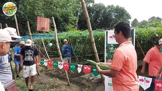 Cyclist_ Computer Graduate_ at ngayon ay first time Farmer na nagtanim ng Ampalaya na GALAXY MAX F1