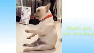 Cute Pets And Funny Animals