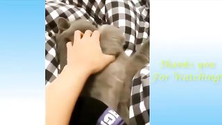 Cute pets funny animal videos
