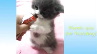 Cute pets funny animal