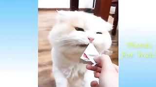 Funny animal 60