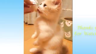 Funny Pets.2023