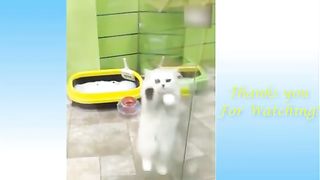 Funny Animals and Cute
