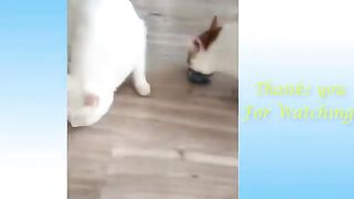 Funny Animals  and Cute Pets