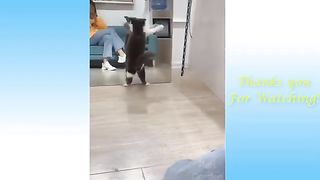 Funny Animals  and Cute Pets Compilation