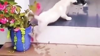 Funny cat #kucing lucu #kucing gemoy 5
