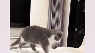 Funny cat #kucing lucu #kucing gemoy 6