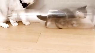 Funny cat #kucing lucu #kucing gemoy 7
