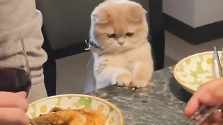 cat wanting to eat