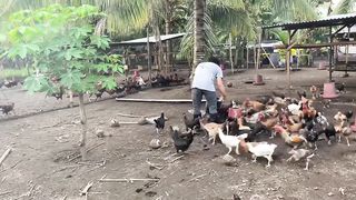 HUMINTO KANA SA TRABAHO AT MAG ALAGA NG 200-300 HENS
