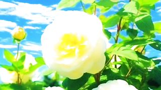 Have a Nice Day