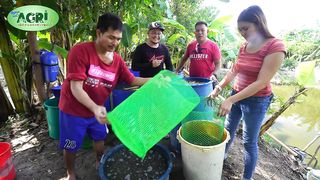 Sizing and Sorting of African Catfish Fingerlings - Paano mag Sorting at Pakain ng Hito Episode 05