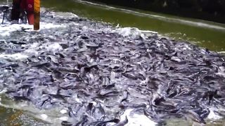 Bakit mas Maganda at Malaki ang Kikitain ng Hito Farming sa Concrete Pond_ Part 2