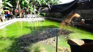 Bakit mas Maganda at Malaki ang Kikitain ng Hito Farming sa Concrete Pond_ Part 1