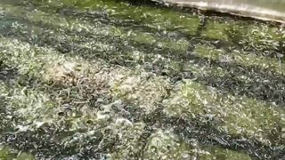 Budidaya Padi Hidroganik (Hidroponik Organik) dan Azolla di Kampung Ndhil Koro
