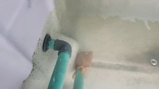 How to feed Catfish fry to grow faster - Rear Catfish