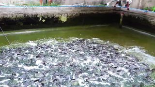 Harvesting 1400Kgs Hito in 80sqm Fishpond