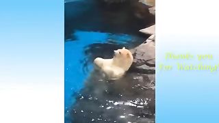Funny-Animals-and-Cute-Pets