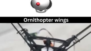 Ornithologist