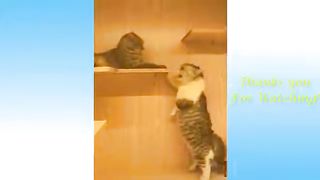 Funny animation 4