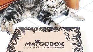 Le concept de cadeau version Petitou