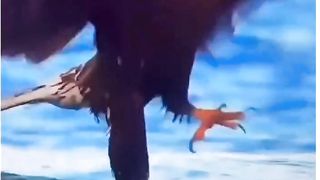 animal world news