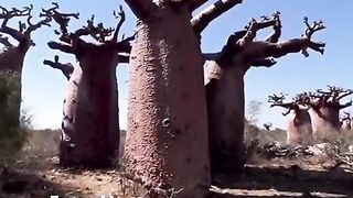 Tree ???????? 2